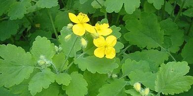 Trattamento del fungo delle unghie sulle gambe Celandine