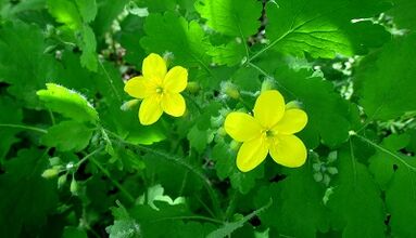 Celandine per il trattamento dei funghi sulle unghie